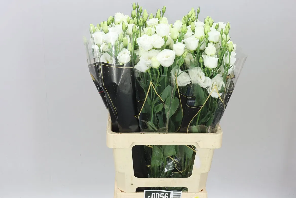 Eus G Rosita White • 72 cm