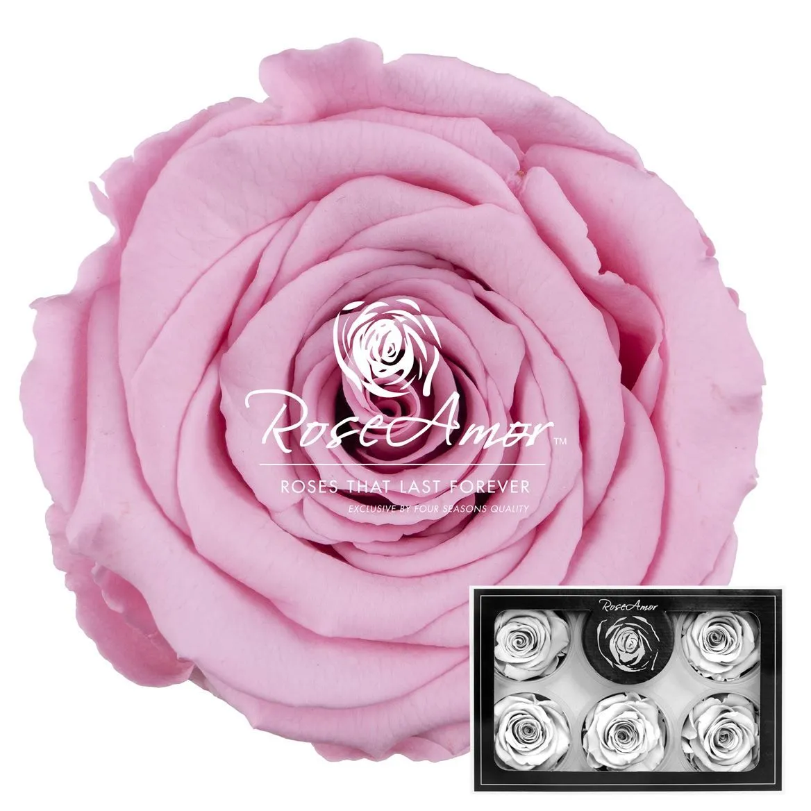 Stabilizovaná ruža XL ⌀ 6 cm, ružová PIN06