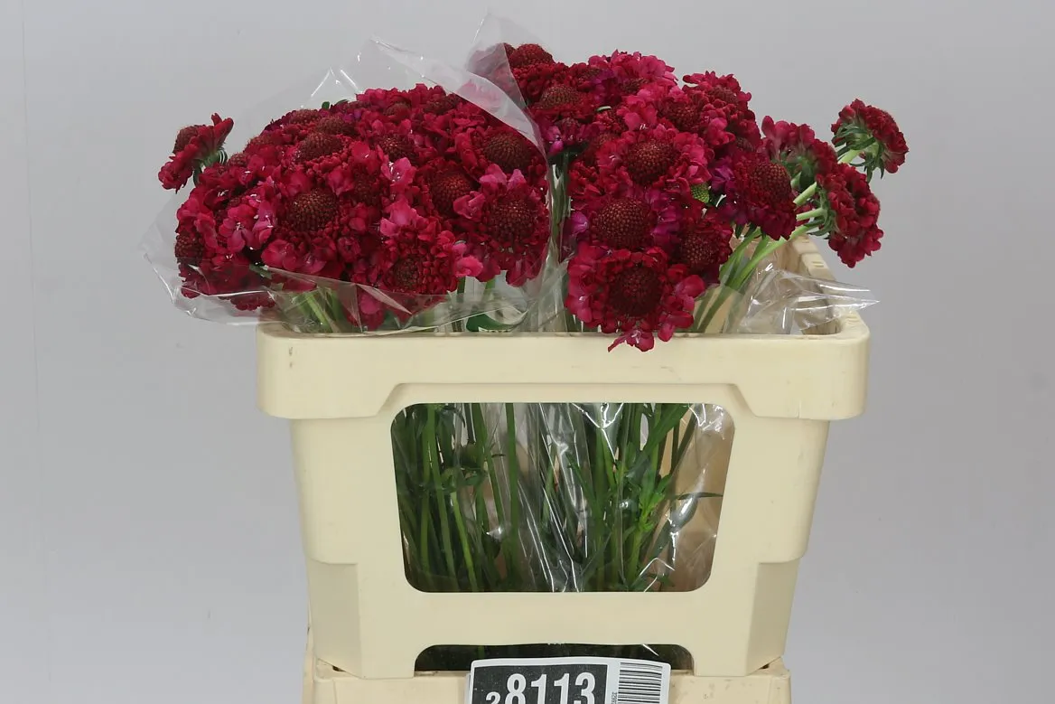 Scabiosa Atr Hot Pink Scoop • 50 cm