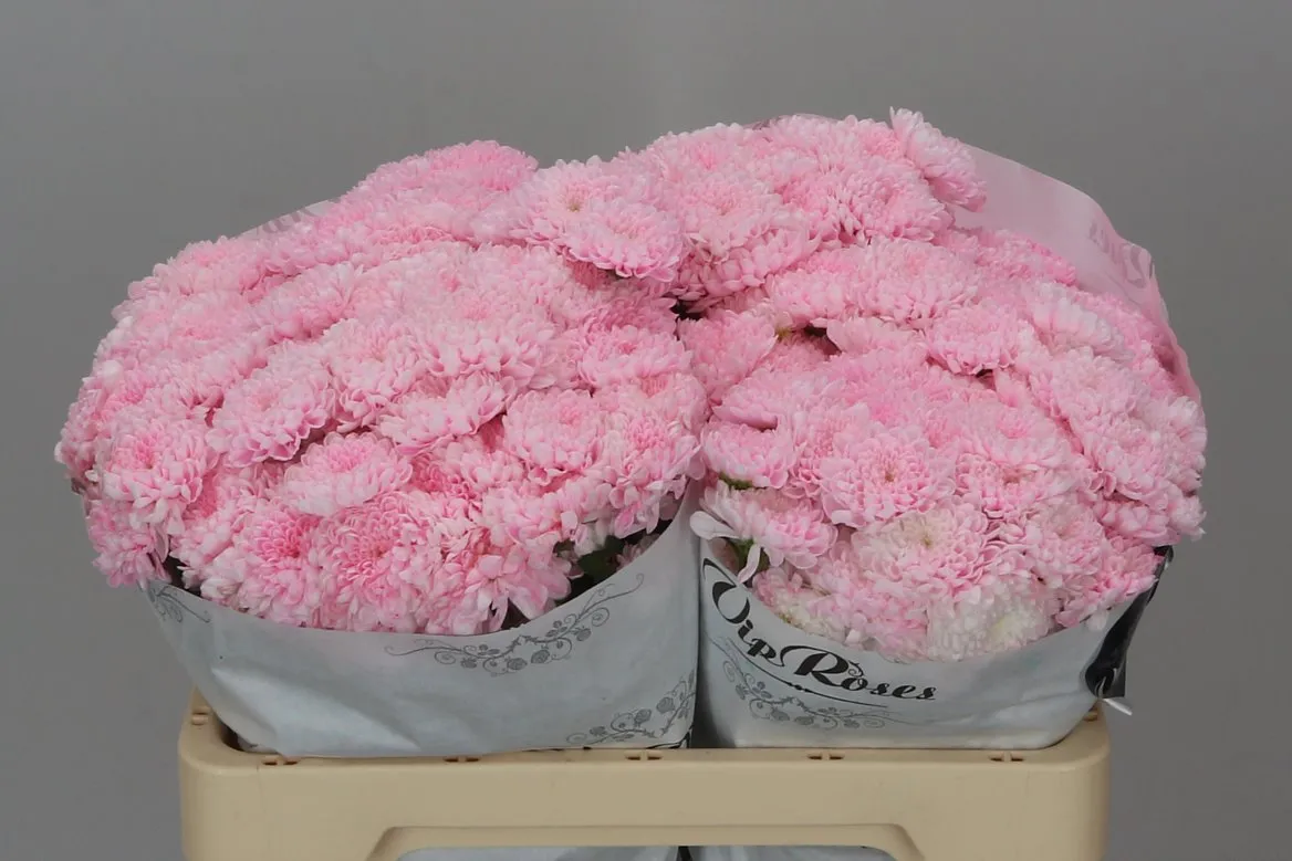 Chryzantéma santini Vip Dusty Pink • 55 cm
