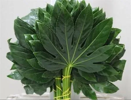 Aralia Medium 45cm • 45 cm