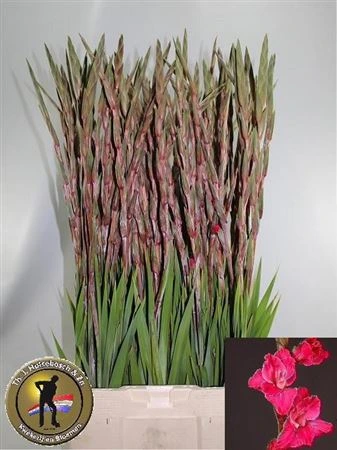 Gladiola Fairytale Pink • 120 cm