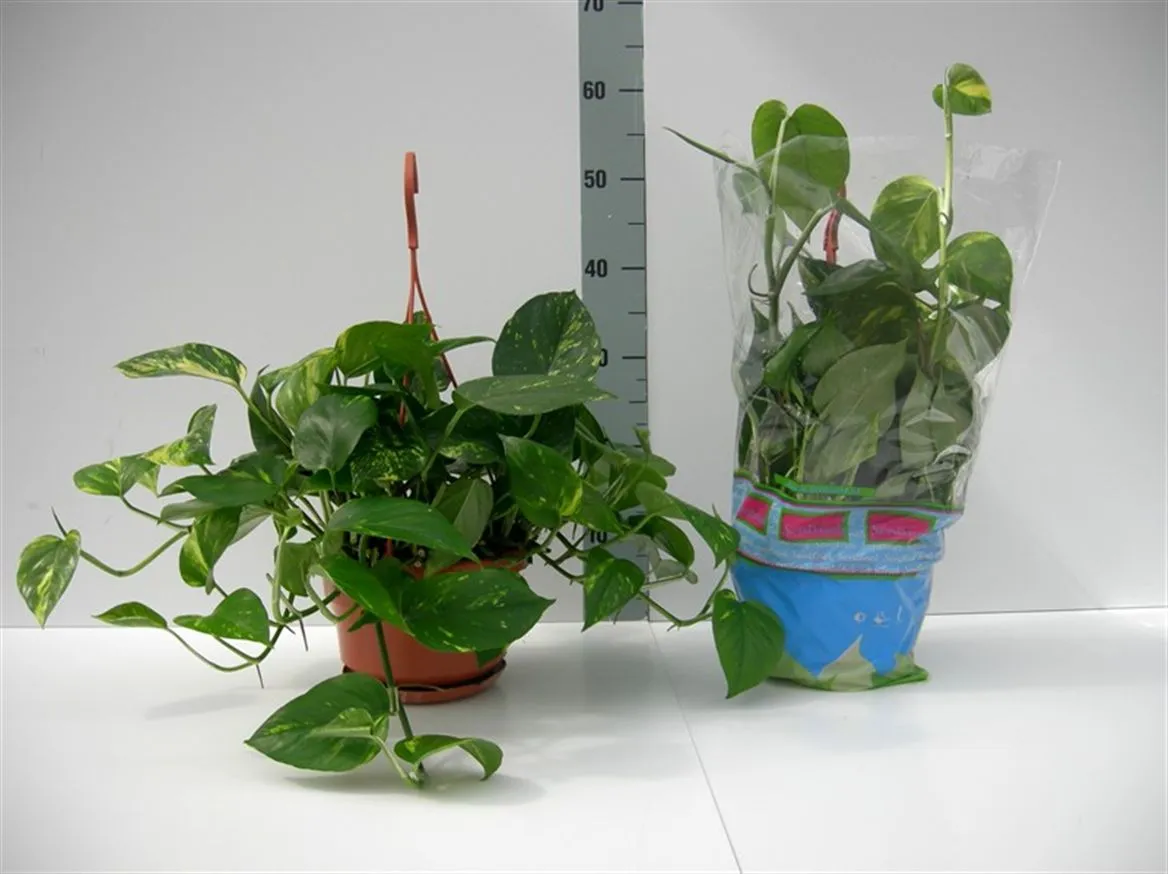 Epipremnum Aureum, závesný črepník • črepník 15 cm