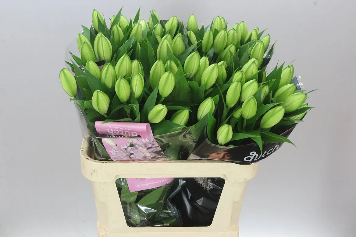 Ľalia orientálna Roselily Anouska ( Double ) • 80 cm