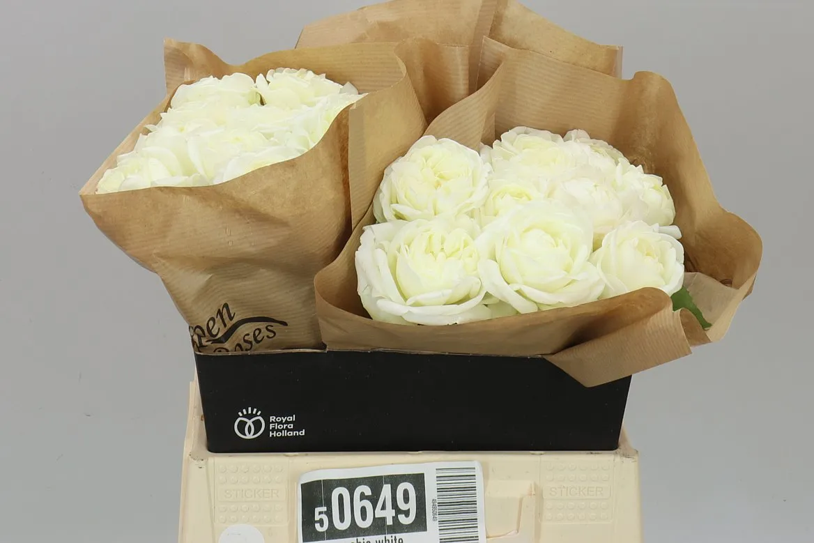 Rosa Gar Chic White! • 40 cm