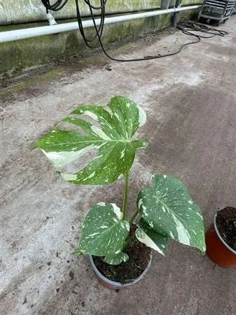 Monstera Thai Constellation • črepník 17 cm