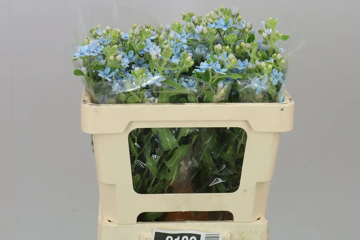 Oxypetalum Coeruleum • 50 cm