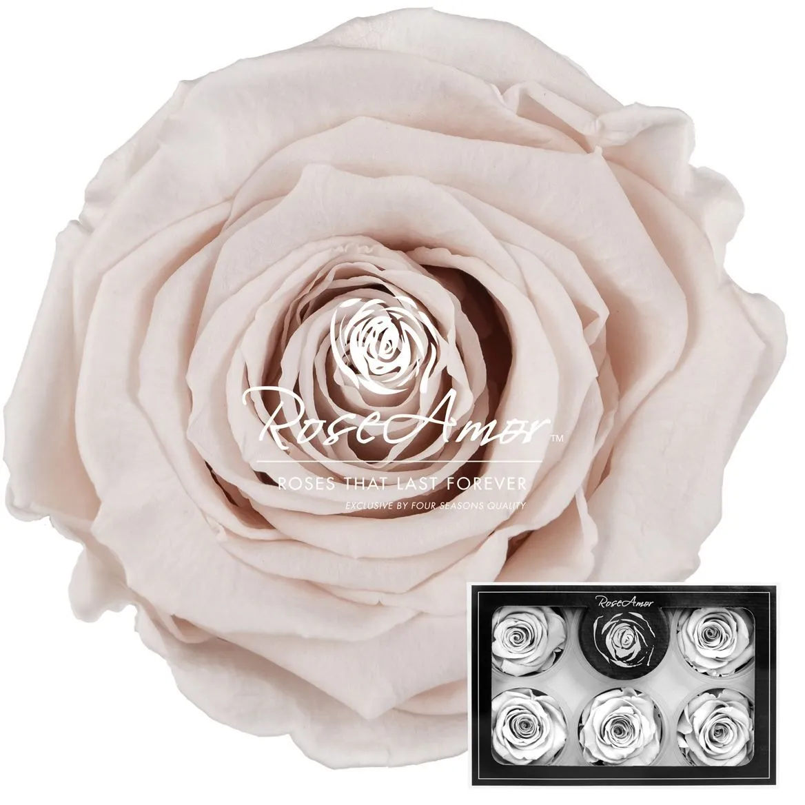 Stabilizovaná ruža XL ⌀ 6 cm, ružová PIN79