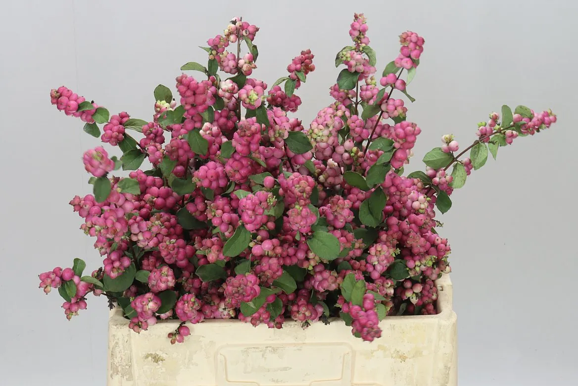 Symphoricarpos Magic Temptation A2 • 60 cm