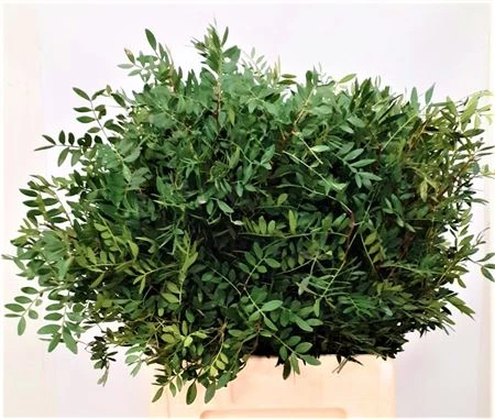 Pistácia Long X5 • 60 cm