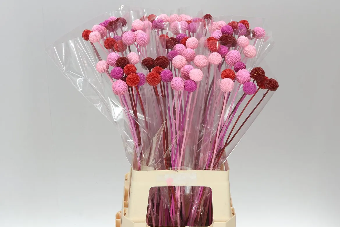 Craspedia Klb Bh Love mix • 70 cm