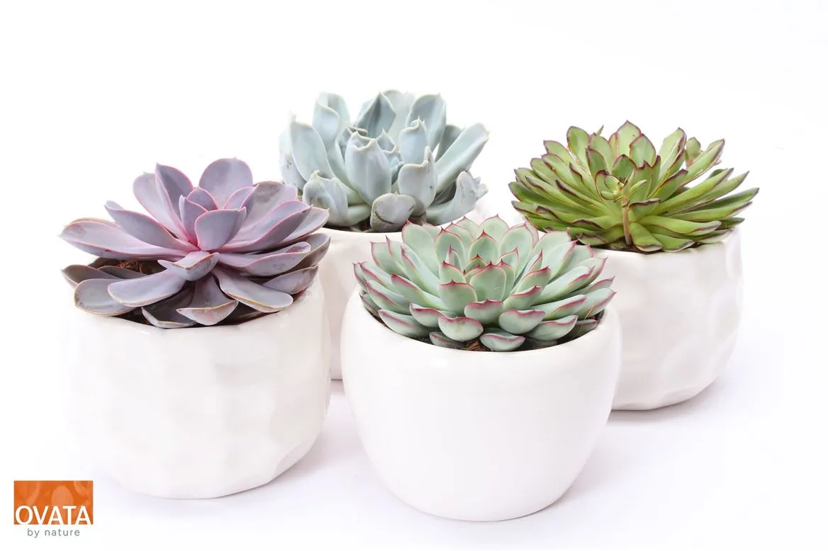 Echeveria Gemengd In Paros • črepník 15 cm