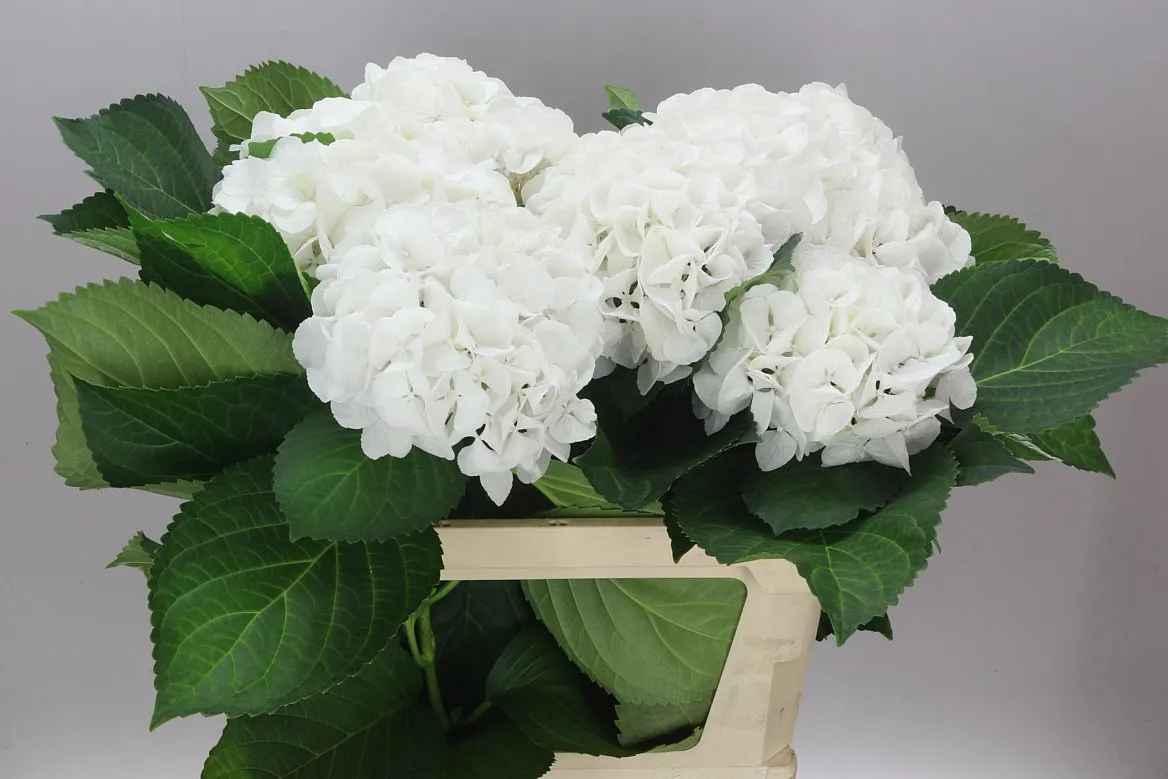 Hyd Schneeball • 80 cm