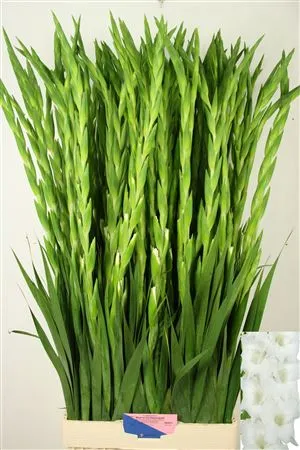 Gladiola Nova Zembla 115cm • 115 cm