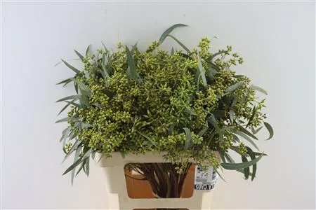 Euca Robusta Berries • 65 cm