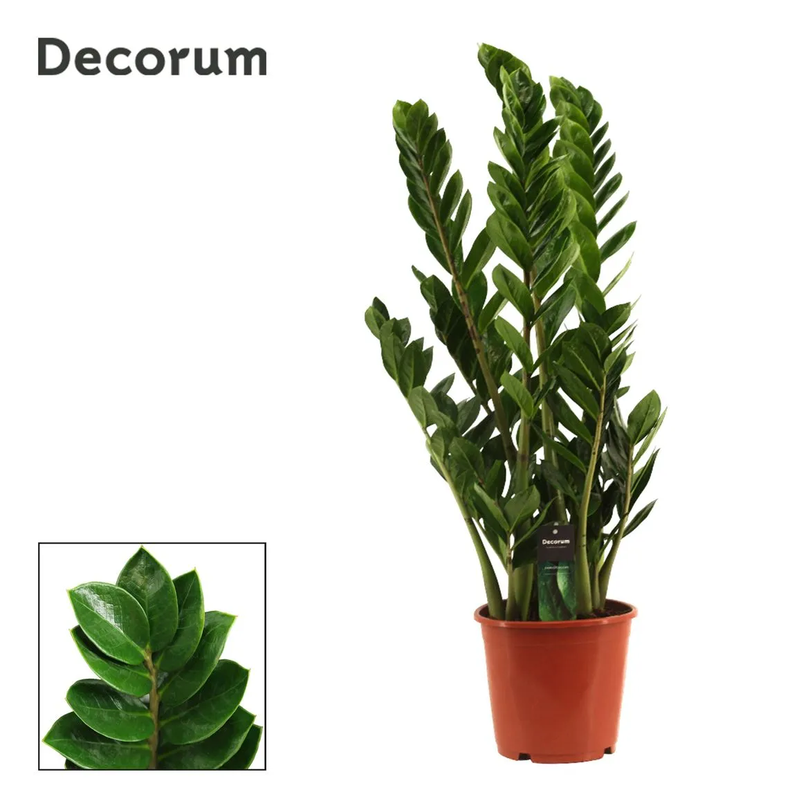 Zamioculcas 8+ • črepník 21 cm