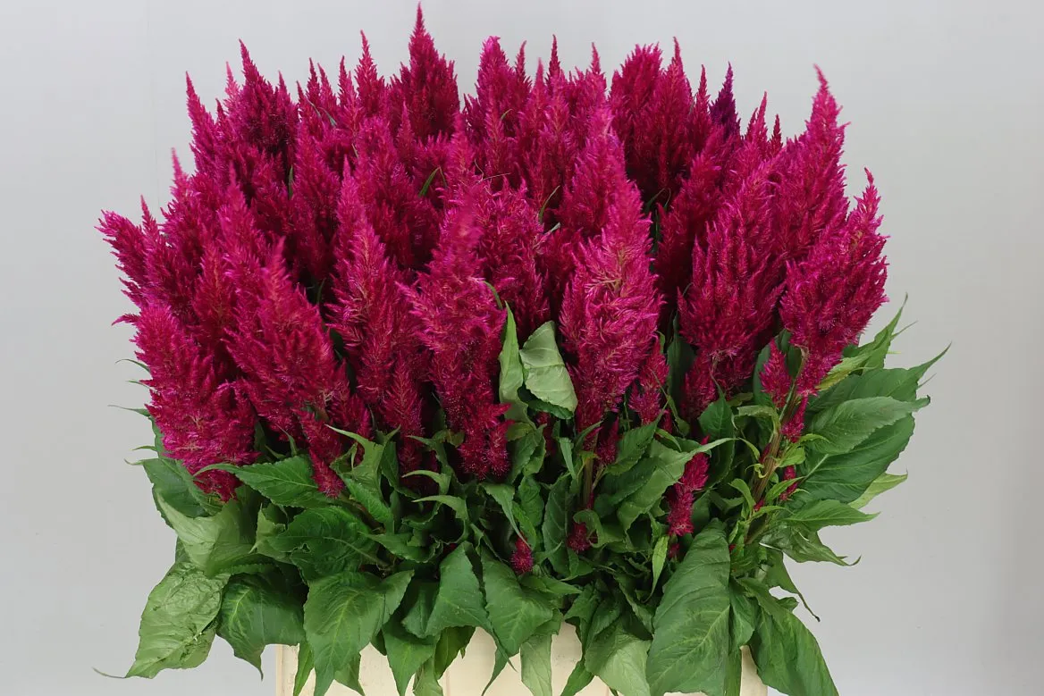Celózia P Century Purple • 70 cm