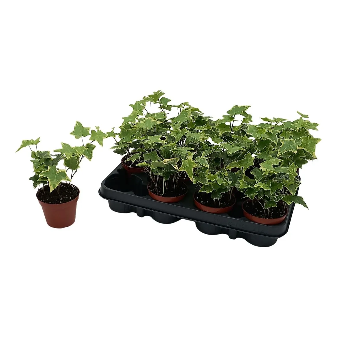 Hedera He Goldchild • črepník 8,5 cm