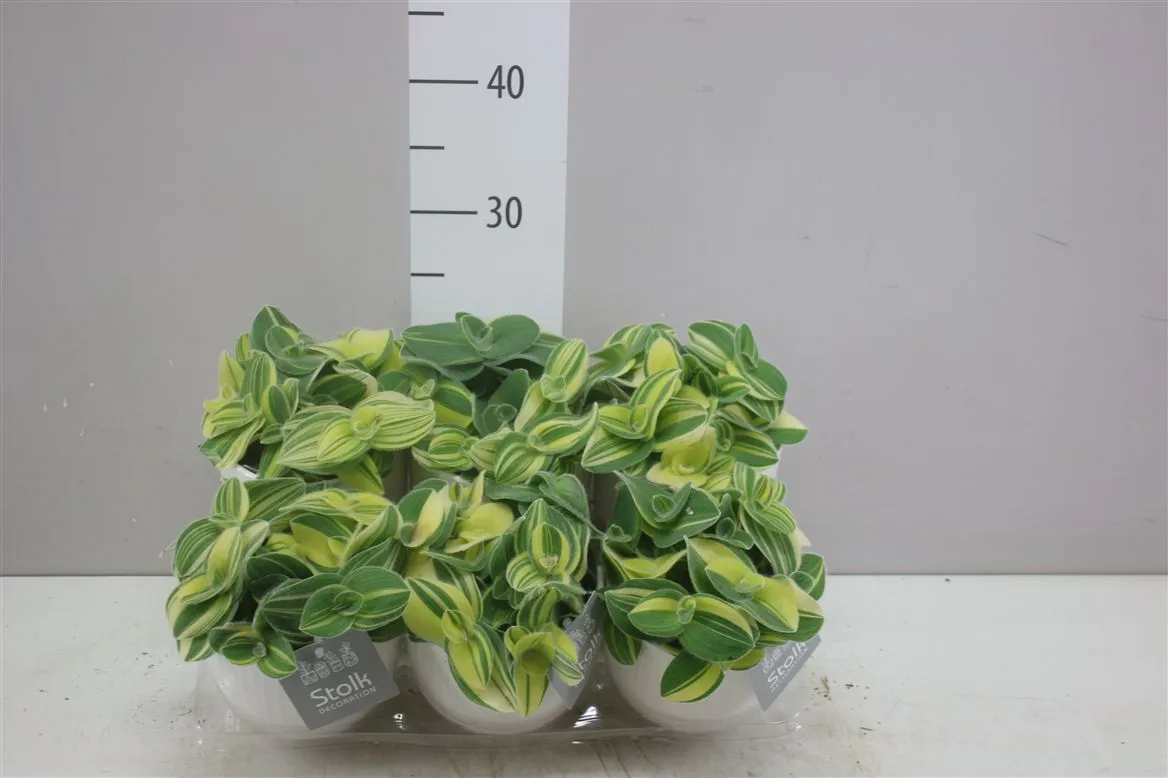 Tradescantia Variegata Liv v keramike • črepník 13 cm