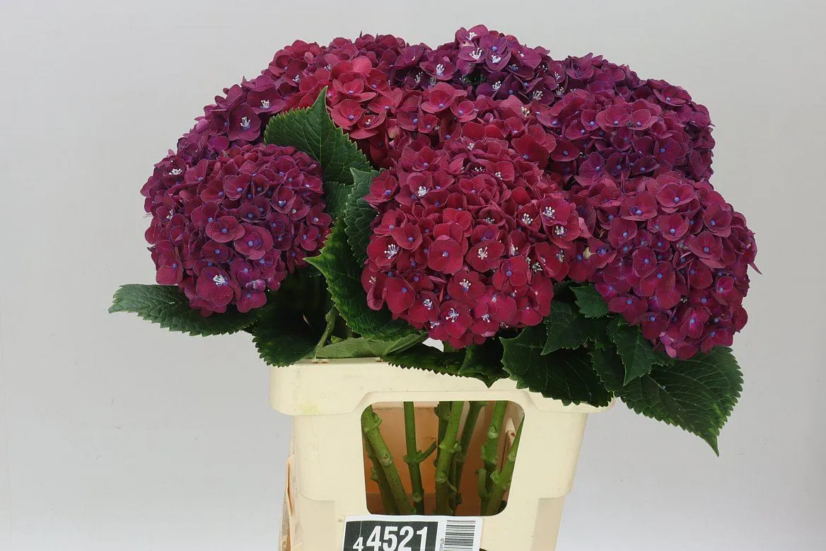 Hyd Mon Amour Fuchia • 60 cm