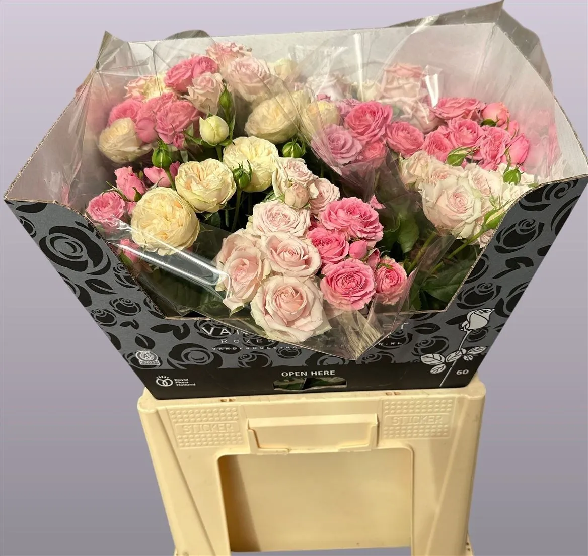 Ruža trsová mix In Bucket • 60 cm