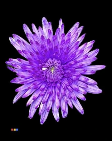 Chryzantéma veľkokvetá Topspin Lilac • 70 cm