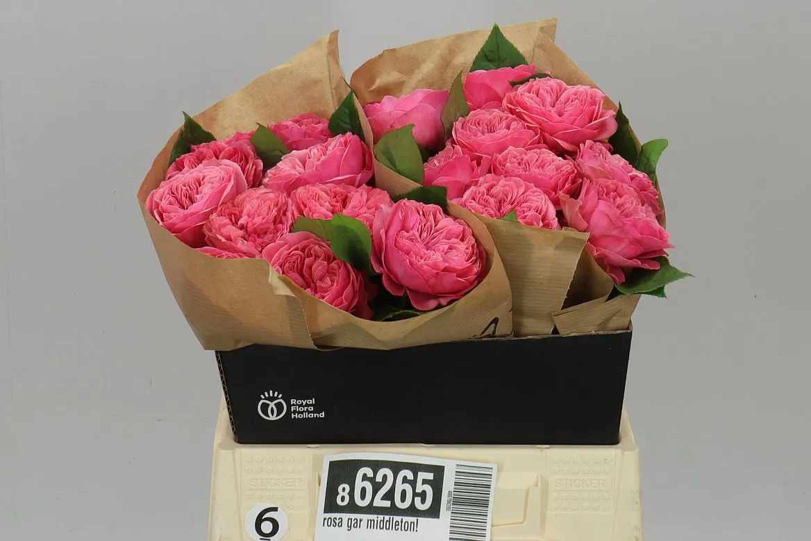 Ruža záhradná Middleton! • 40 cm