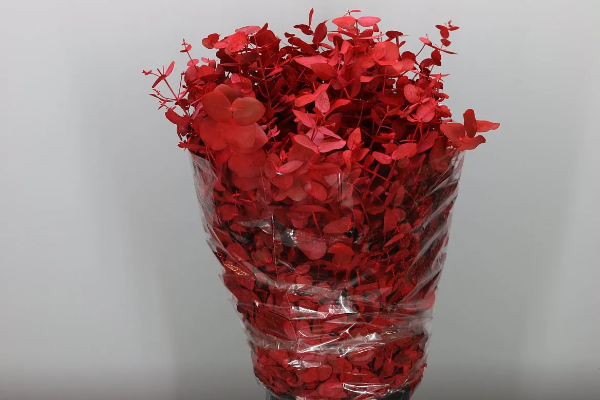 Cinerea Red • 75 cm
