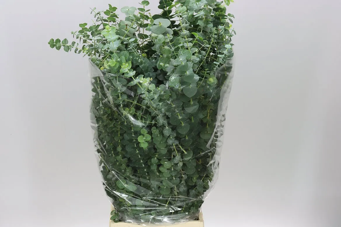 Eukalyptus Baby Blue • 70 cm