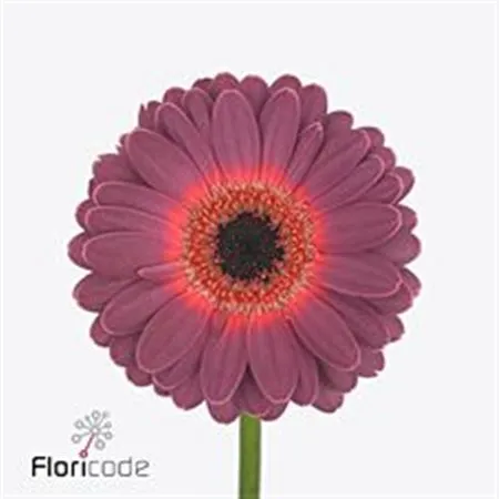 Germini Purple Wonder • 45 cm