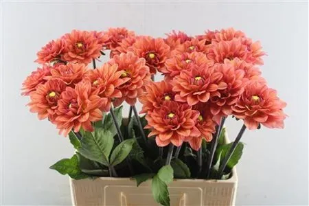 Dahlia Orange Girl • 50 cm