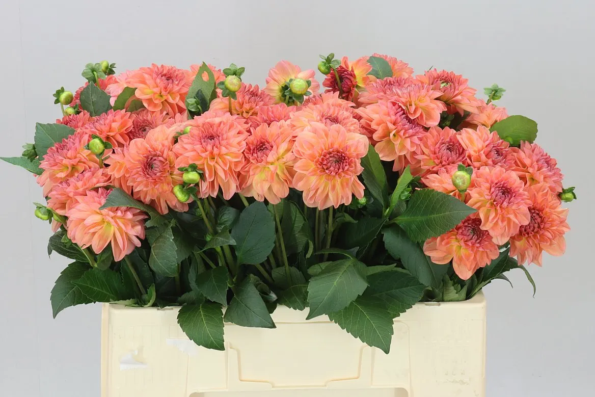Georgína Chanel • 55 cm