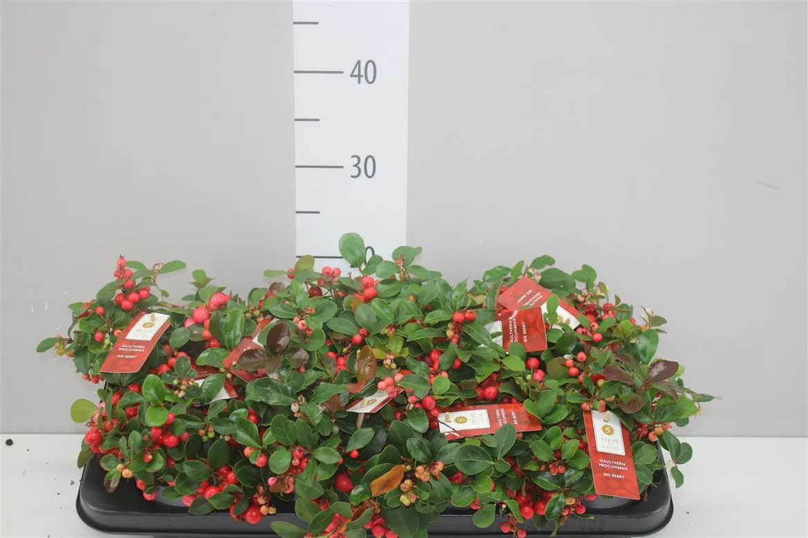 Gaultheria Pro Big Berry • črepník 12 cm