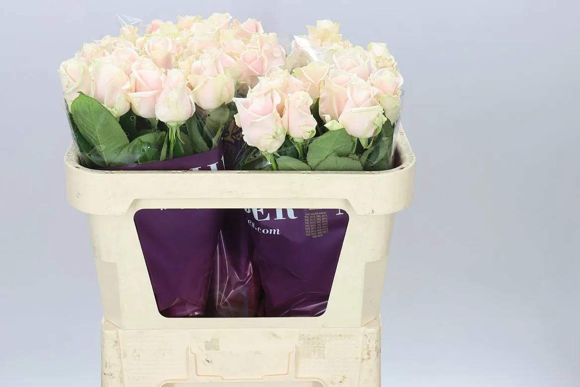 Rosa Gr Sweet Avalanche X • 70 cm