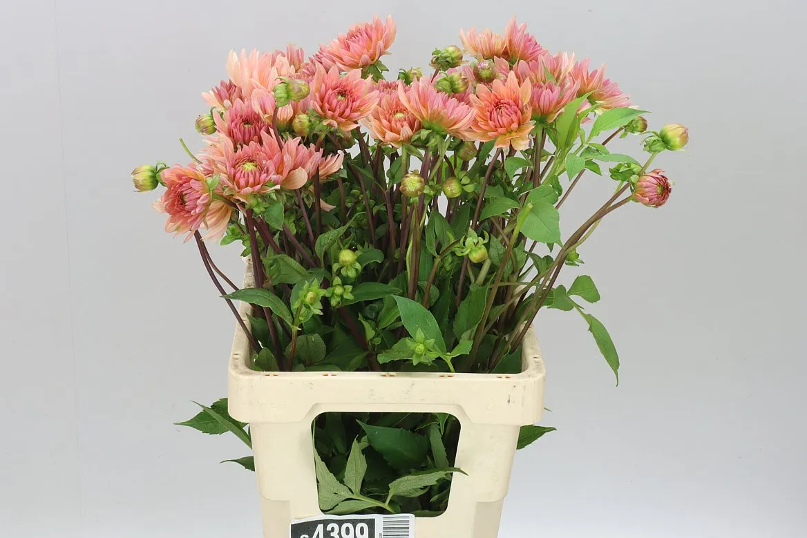 Dahlia Henriette • 60 cm