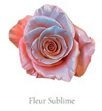 Ruža farbená Fleur Sublime, Ekvádor • 50 cm