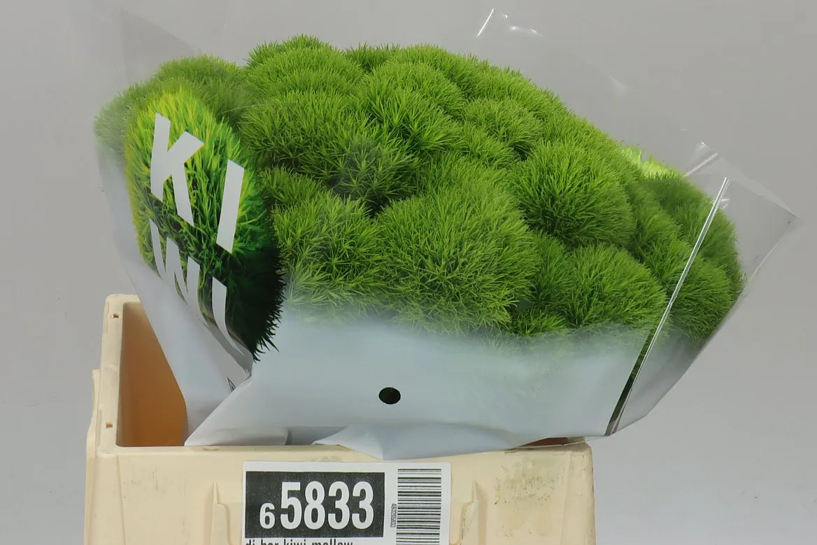 Di Bar Kiwi Mellow • 40 cm