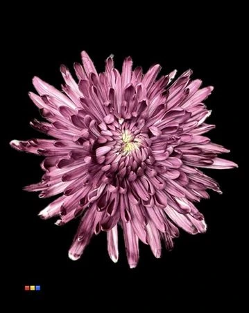 Chryzantéma veľkokvetá Topspin Cassis • 70 cm