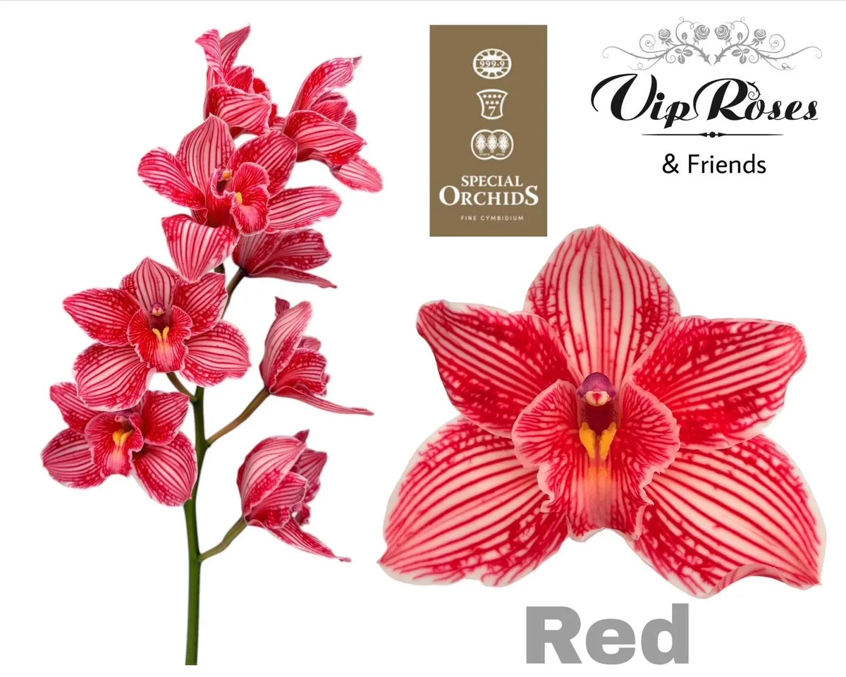 Orchidea Cymbidium farbená Red • 80 cm