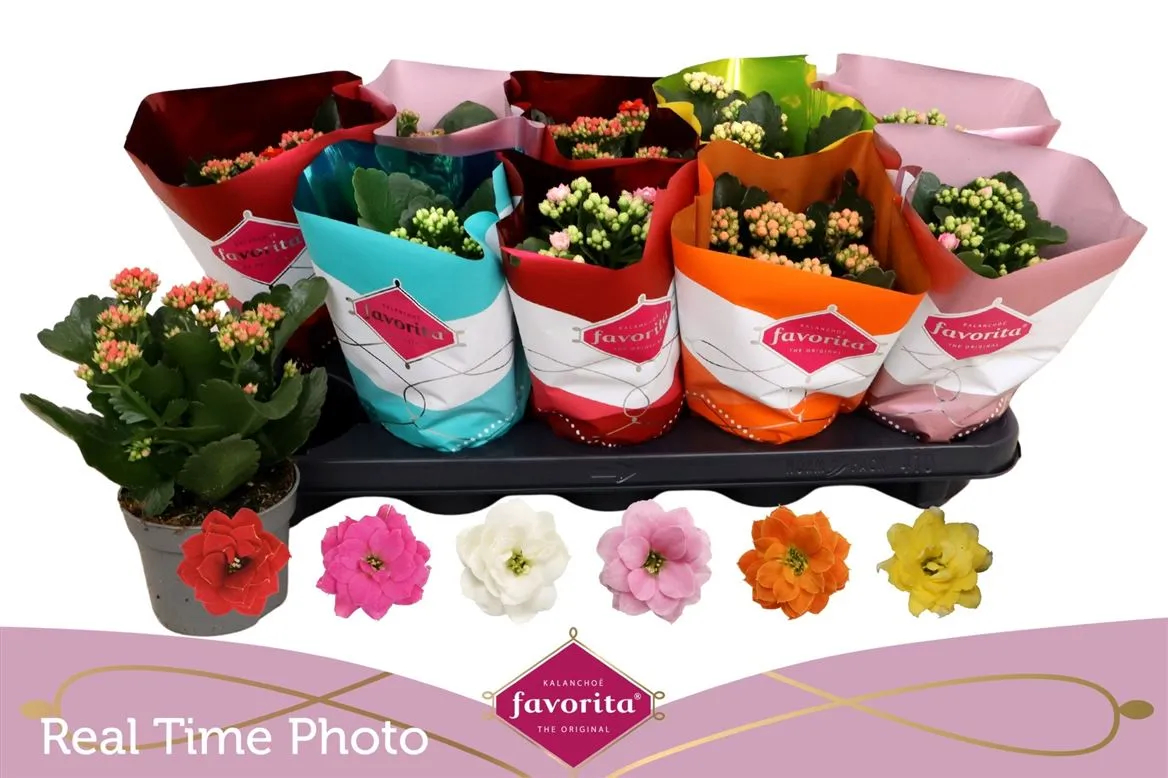 Kalanchoe Calandiva Mix • črepník 10,5 cm