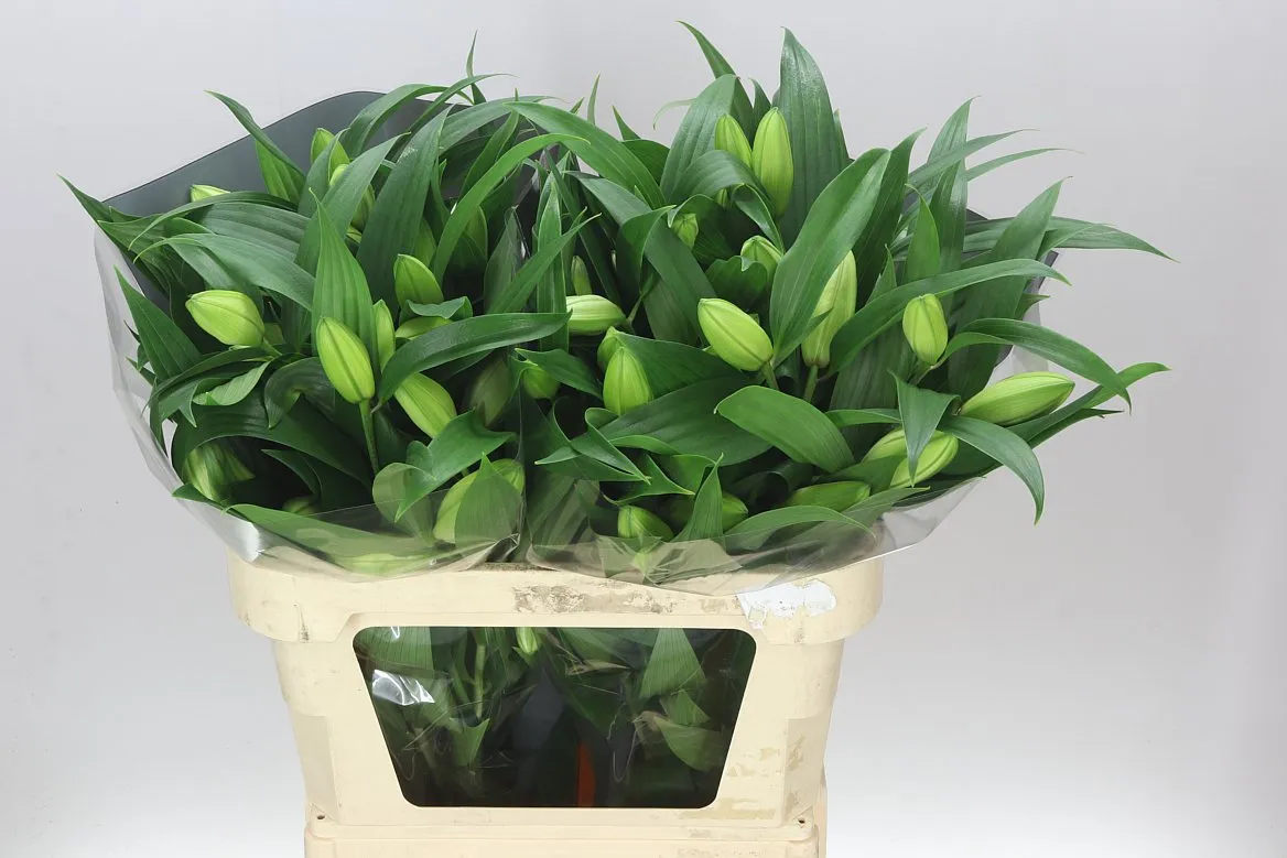Ľalia orientálna Roselily Aisha White ( Double ) • 75 cm