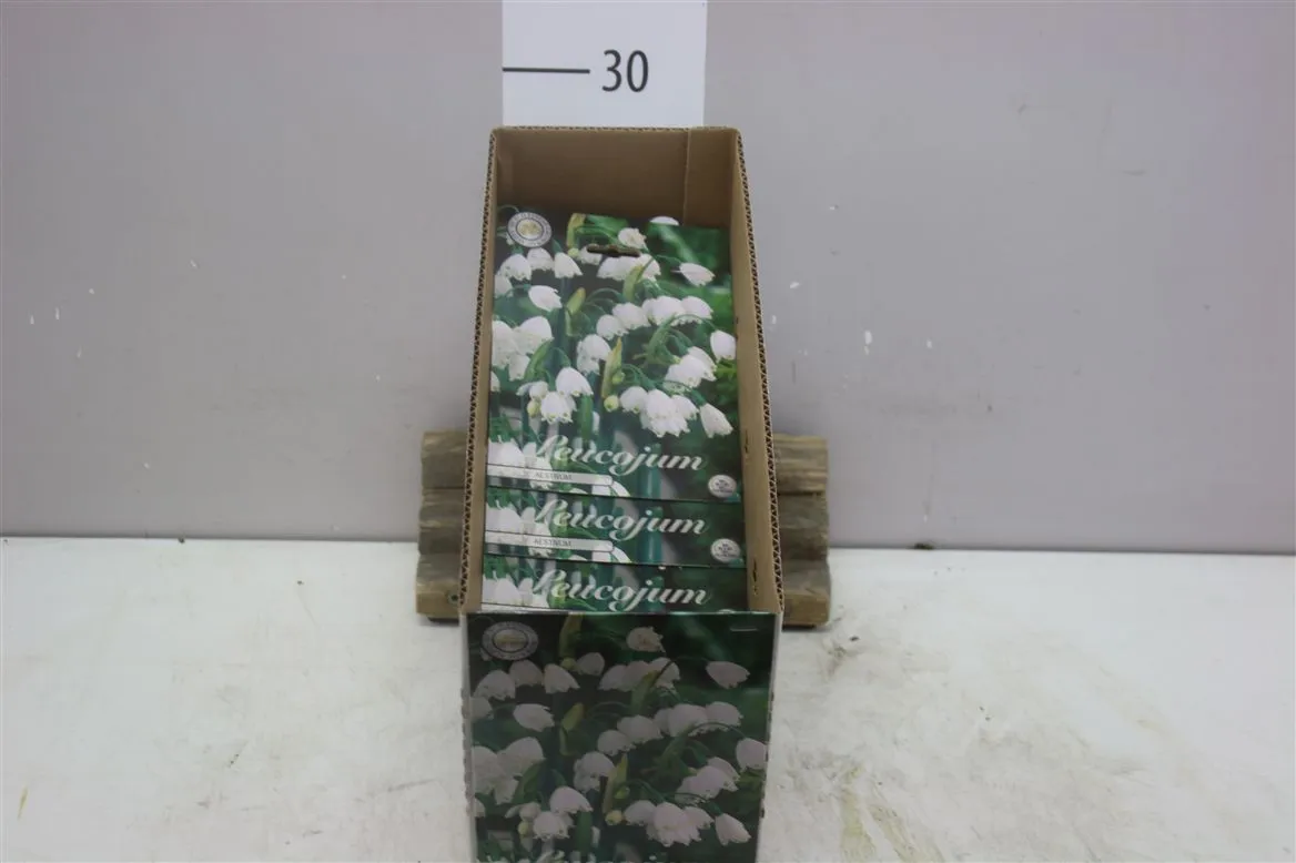 Bol Leucojum Aestivum X10