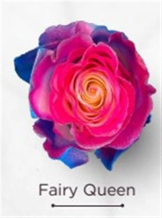 Ruža farbená Fairy Queen, Ekvádor • 50 cm