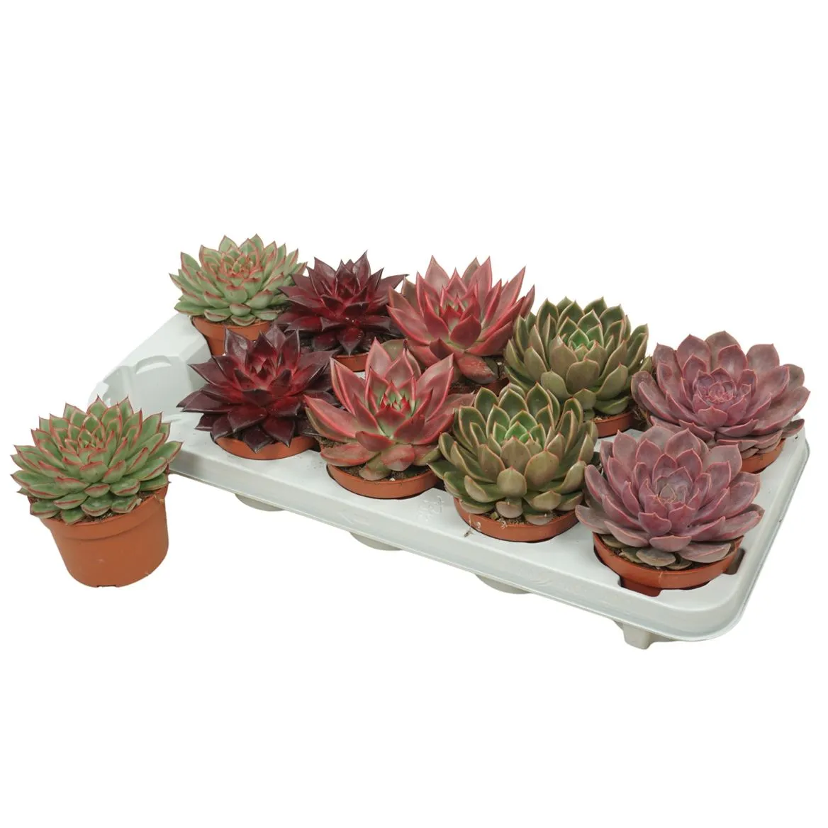 Echeveria Herfst Mix 10,5 Cm • črepník 10,5 cm