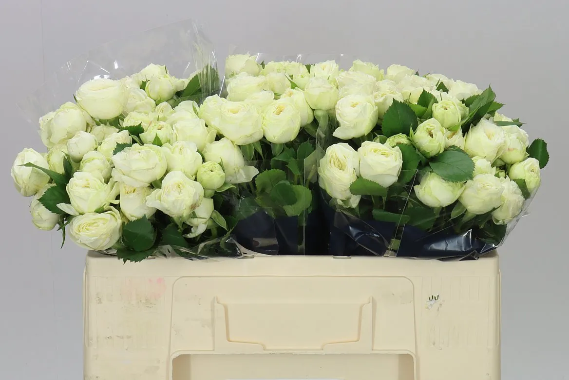 Rosa Tr Snow Trendset X5 • 50 cm