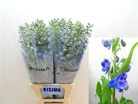 Stračonôžka Elatum Guardian Blue • 80 cm