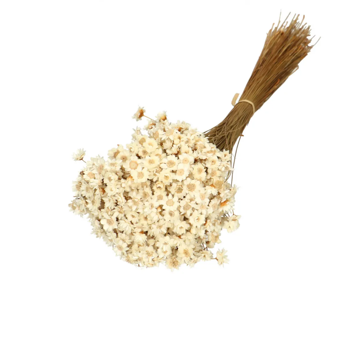 Sušená glixia biela 40 cm, 50 g