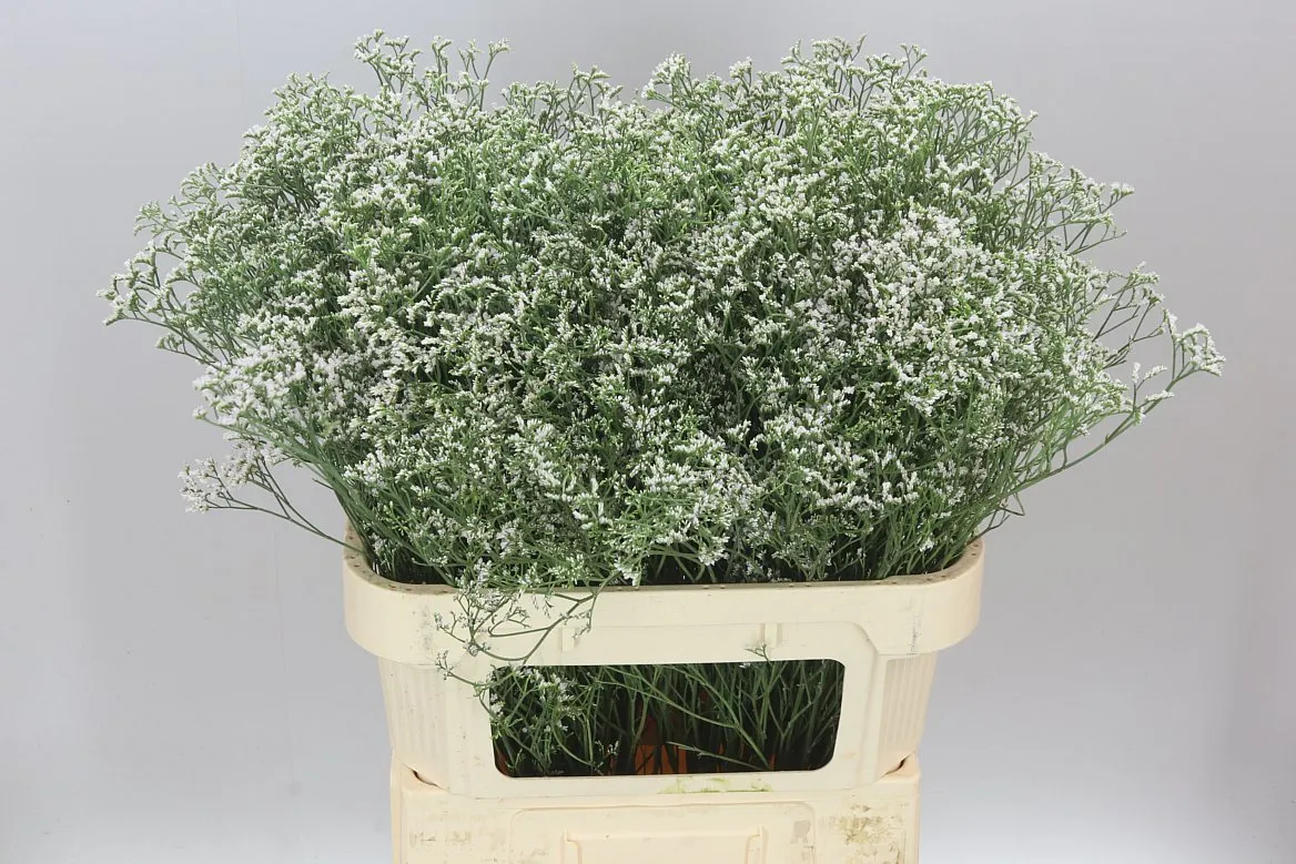 Limónium Casp White Neto • 80 cm