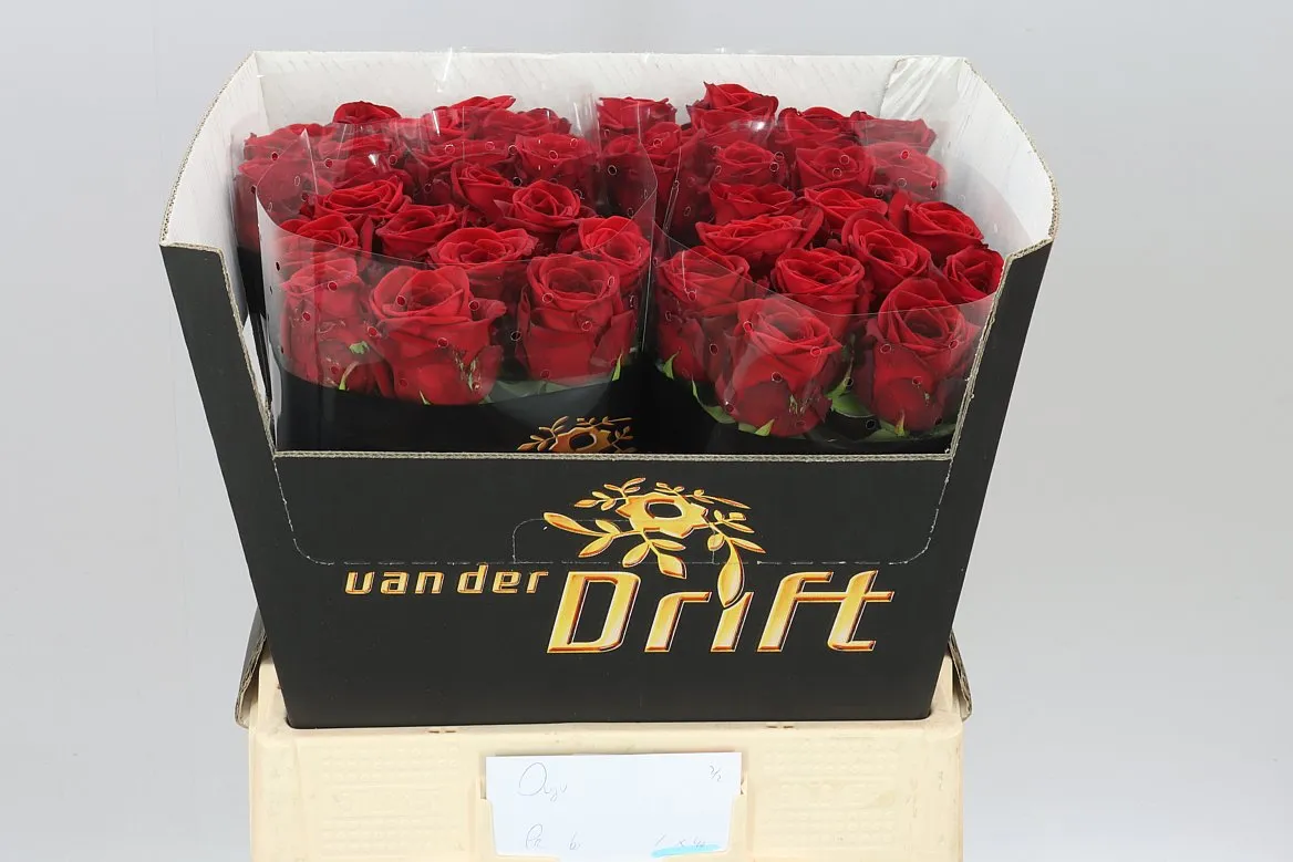 Ruža Red Naomi Drf • 60 cm