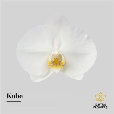 Phalanopsis Kobe